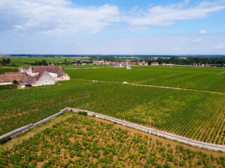Aerian view on green grand cru and premier cru vineyards with rows of pinot noir grapes plants in...