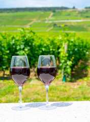 Tasting of burgundy red wine from grand cru pinot noir  vineyards, two glasses of wine and view on green vineyards in Burgundy Cote de Nuits wine region, France