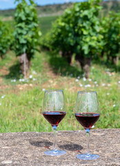 Tasting of burgundy red wine from grand cru pinot noir  vineyards, two glasses of wine and view on green vineyards in Burgundy Cote de Nuits wine region, France