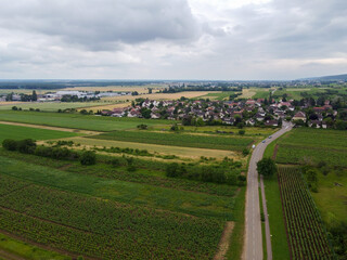 Aerian view on green grand cru and premier cru vineyards with rows of pinot noir grapes plants in...