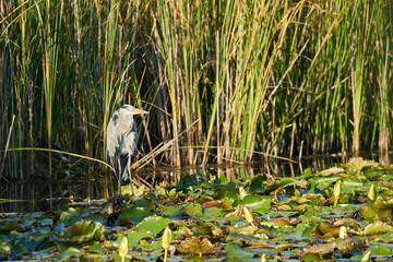 1 Heron (Ardea cinerea, Fischreiher). Animal standing on water lilies in a pond. Green reeds in the background. Summer wildlife in germany.