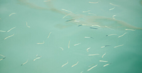 Small sandeel fishes in sea water.