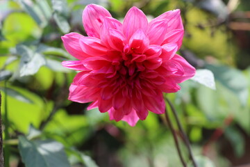 Pink Dalea flower blooming in the garden