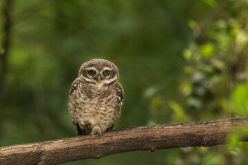 Spotted Owlet Bird Looking Into The Camera From Chennai India