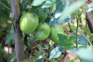 Three green tomatoes waiting for ripe