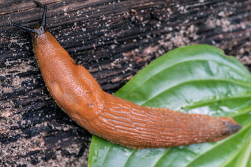 A large roadside slug crawls from a hosta leaf to a tree. Selective focus.