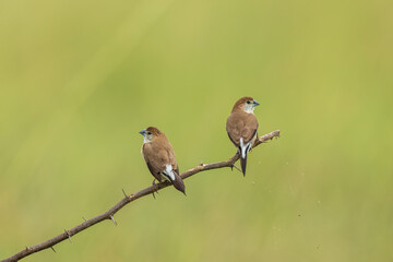 Indian Silverbill Birds Looking Away From Each Other Near Chennai India