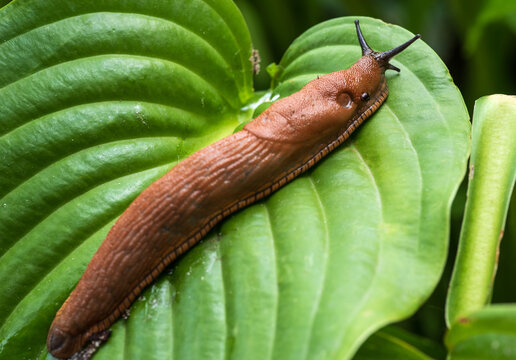 A large roadside slug is crawling along the hosta leaf. Selective focus.