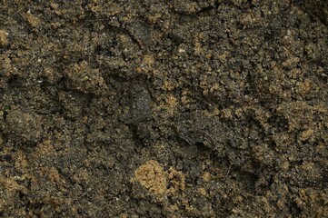 Prepare the soil for planting trees in the home garden.