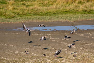 Greylag geese on the North Sea