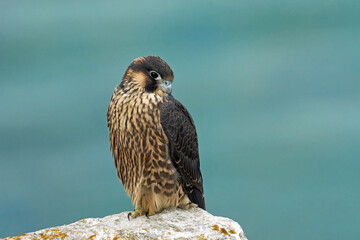 Peregrine falcon (Falco peregrinus)