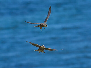 Peregrine falcon (Falco peregrinus)