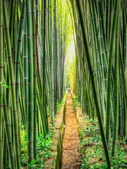 Keuken spatwand met foto Bamboo forest (Bambouseraie de Prafrance), Anduze, Cévennes, France © Laurent