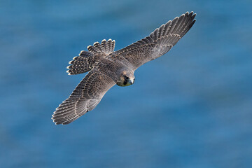 Peregrine falcon (Falco peregrinus)