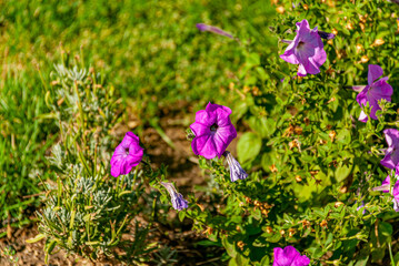 flowers in the city park!