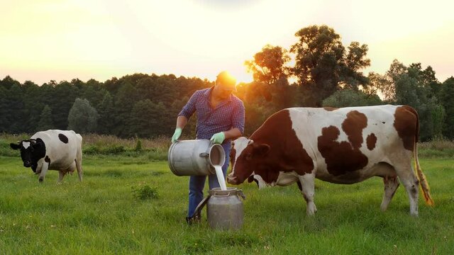 cow milk fresh. Farmer is pouring fresh milk into can on green meadow, at sunset, with cows on backdrop. milking. dairy farm. Dairy products. Farming