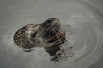 Seehund lacht