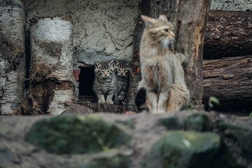 Geschwisterk&auml;tzchen