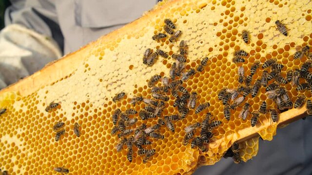 Eco-friendly food concept. Bees on honeycombs close up