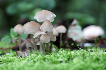 Toadstool mushrooms in the forest, view through the green moss