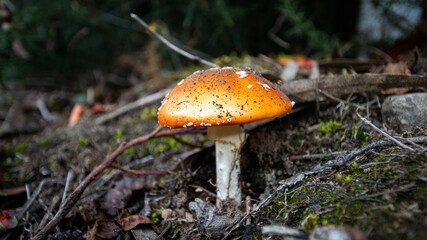 fly mushroom in forest