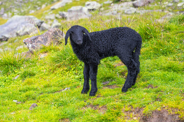 Cute black lamb on alpine mountain pasture.