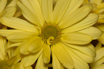 yellow flower
