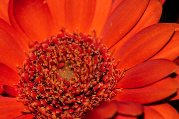 red gerbera flower macro