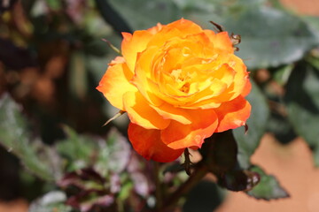 Fiery orange rose to bloom in the garden