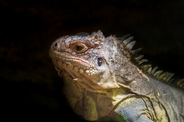 Tasty iguana - Iguana delicatissima - portrait of an iguana's head on a black background.