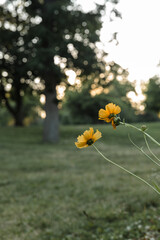 yellow flowers in the garden