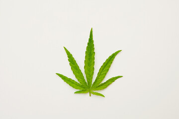 Green fresh hemp leaf on white background. Medical marijuana. Concept of herbal alternative medicine, cbd oil, pharmaceptical, cosmetic industry. Copy space.