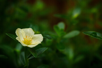 Portulaca grandiflora is a succulent flowering plant in the family Portulacaceae, native to southern Brazil, Argentina, and Uruguay and often cultivated in gardens.