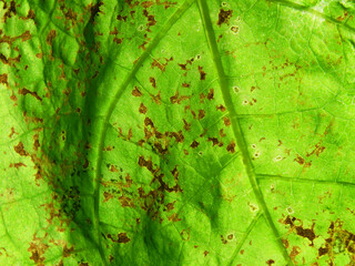leaf background, old leaf texture background.