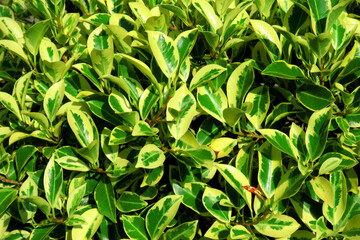 euonymus japonicus, yellow and green leaves background,euonymus japonicus leaves. leaves background.