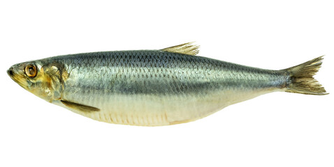 fish herring salty tasty spicy