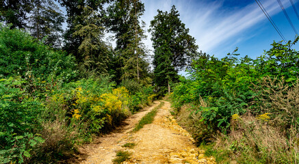 Fototapeta na wymiar dirt road leading uphill to the forest
