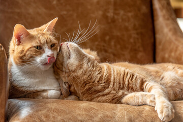 Two ginger sister cats feline laying on a couch cuddling, playing, resting and relaxing. 