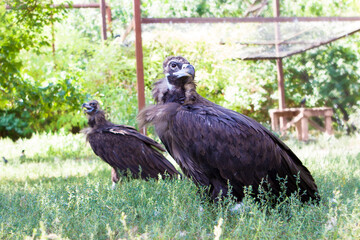 Black vulture is standing on the grass. Male and female of Black vulture in mating station. Cute birds.