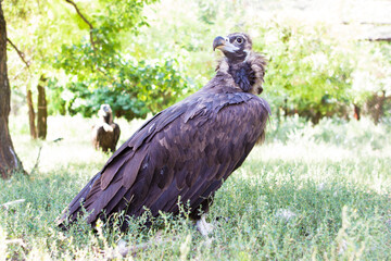 Portrait of a black vulture. Male and female of Black vulture in mating station. Cute birds.