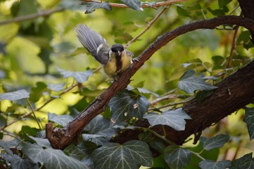 a small yellow bird lands on a branch
