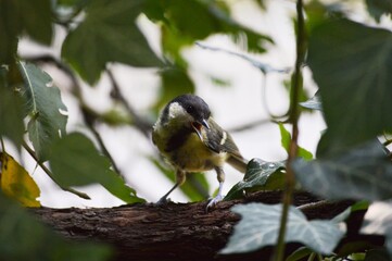 a small yellow bird on a branch of a plant