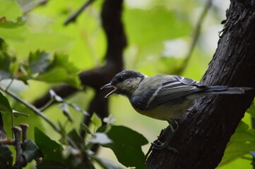 a small yellow bird on a branch of a plant