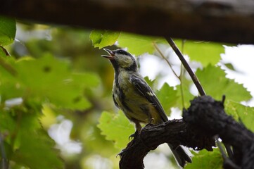 a small yellow bird on a branch of a plant