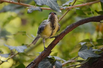 a small yellow bird on a branch of a plant