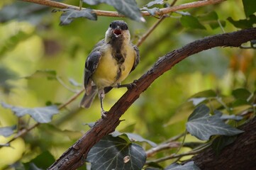 a small yellow bird on a branch of a plant