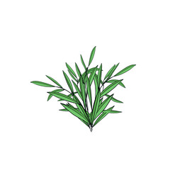 sheet. branch. tarragon. Provencal herbs. plant. greens.  Elegant. decorative element
