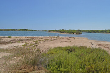 Fototapeta na wymiar wild coast of a river with sand and green bushes
