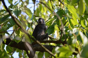 a black crow on a tree in green leaves