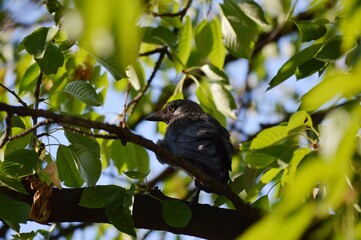 a black crow on a tree in green leaves